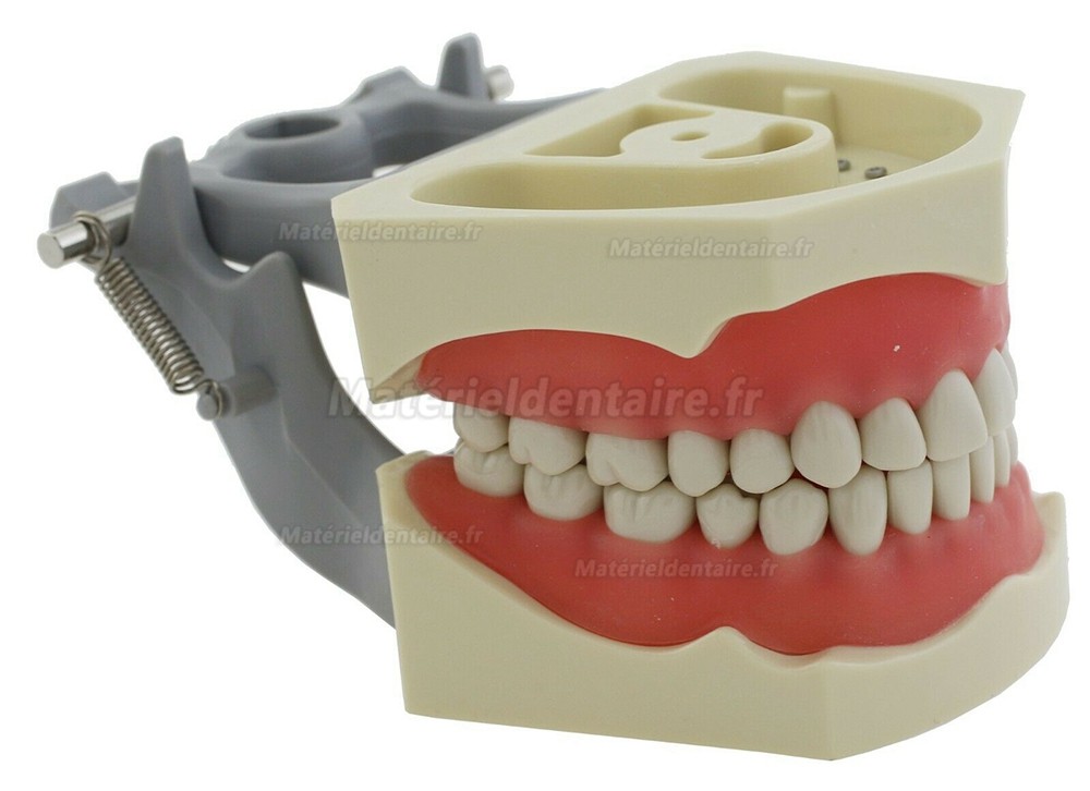 Typodont de mâchoire restaurateur modèle dentaire M8030 32 pièces dents compatible Frasaco AG3