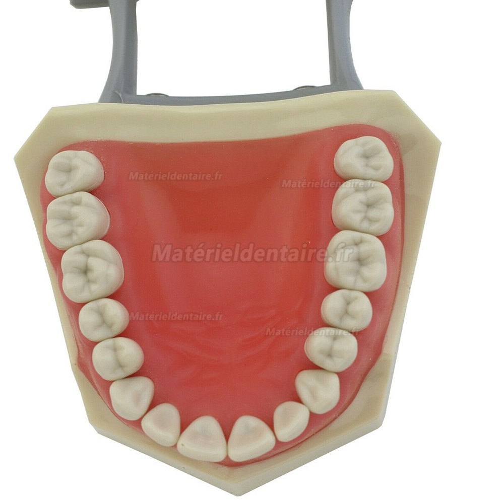 Typodont de mâchoire restaurateur modèle dentaire M8030 32 pièces dents compatible Frasaco AG3